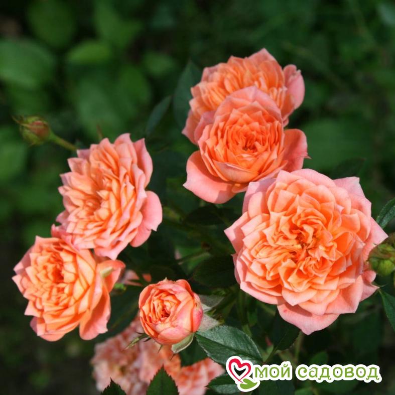 Роза Анжела Риппон