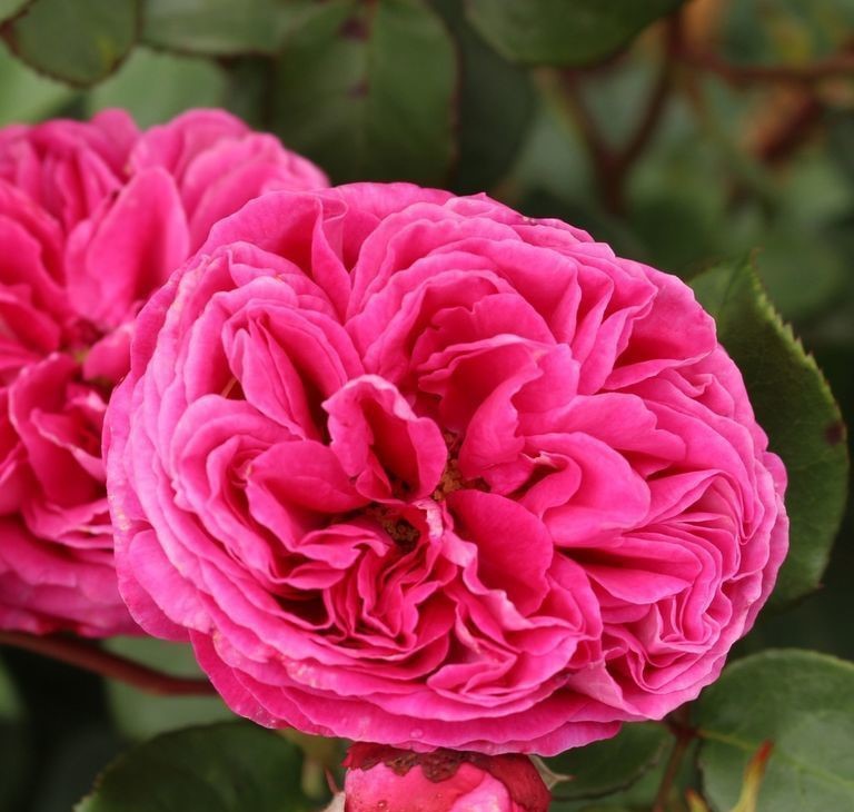 Роза Фрайфрау Каролина