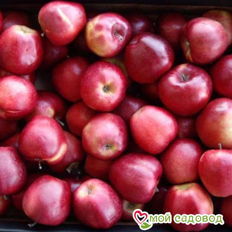 Яблоня Ред Делишес