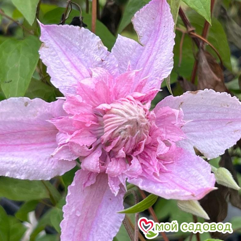 Клематис МУЛЬТИ ПИНК