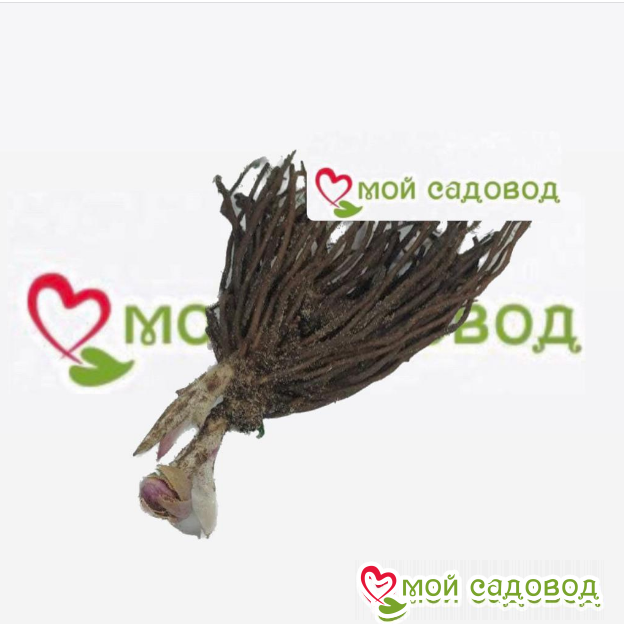 Морозник Симфонимя